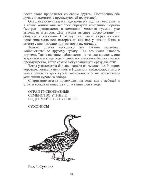 Такие знакомые птицы: гуси, лебеди, утки, куры, стрижи, совы, орлы, соколы