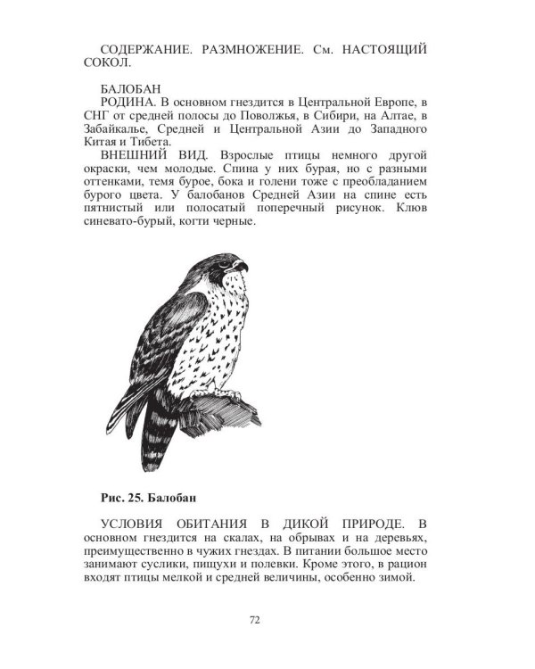 Такие знакомые птицы: гуси, лебеди, утки, куры, стрижи, совы, орлы, соколы