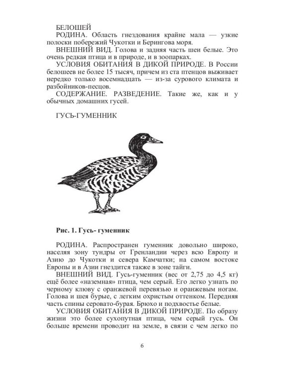 Такие знакомые птицы: гуси, лебеди, утки, куры, стрижи, совы, орлы, соколы