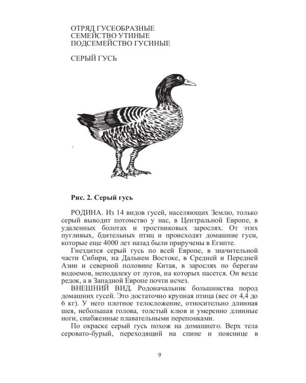 Такие знакомые птицы: гуси, лебеди, утки, куры, стрижи, совы, орлы, соколы