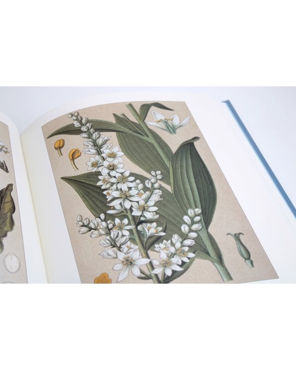 Атлас русских лекарственных растений