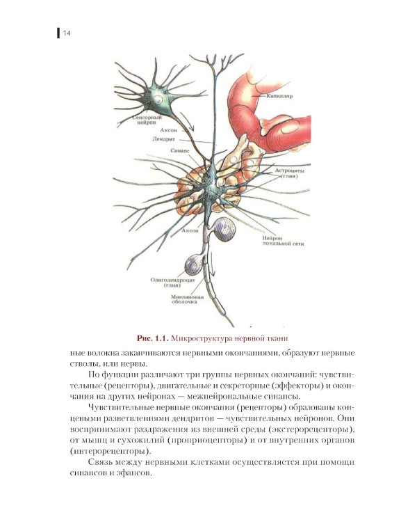 Нейрофизиология. Основы курса: Учебное пособие