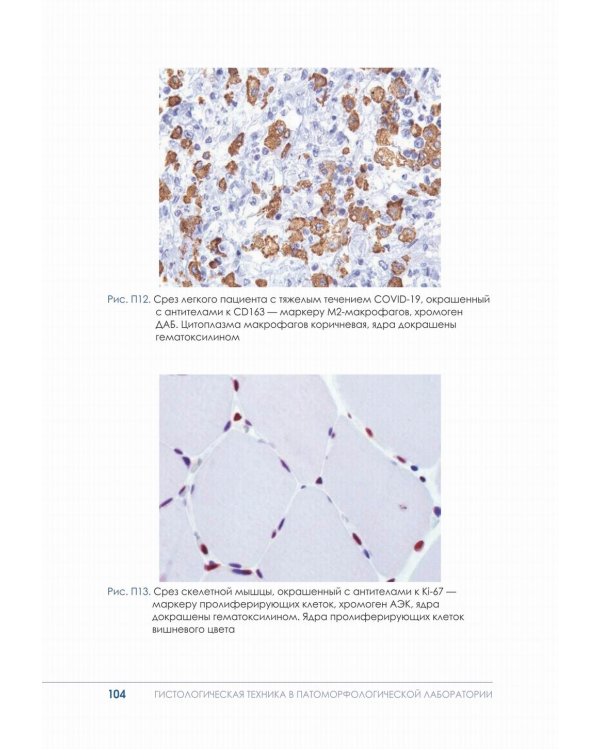 Гистологическая техника в патоморфологической лаборатории: Учебно-методическое пособие