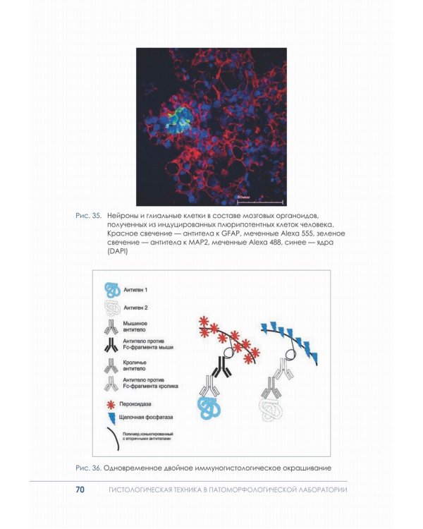 Гистологическая техника в патоморфологической лаборатории: Учебно-методическое пособие