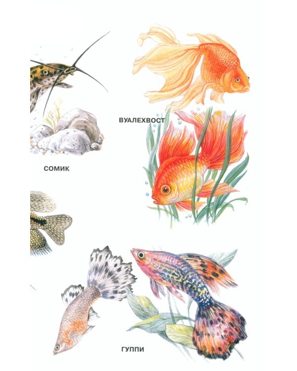 Мир природы. Животные. Вып. 3. Конспекты занятий к серии демонстрационных плакатов для развития первичных естеств.-науч. представлений у дошк. 4-7 лет