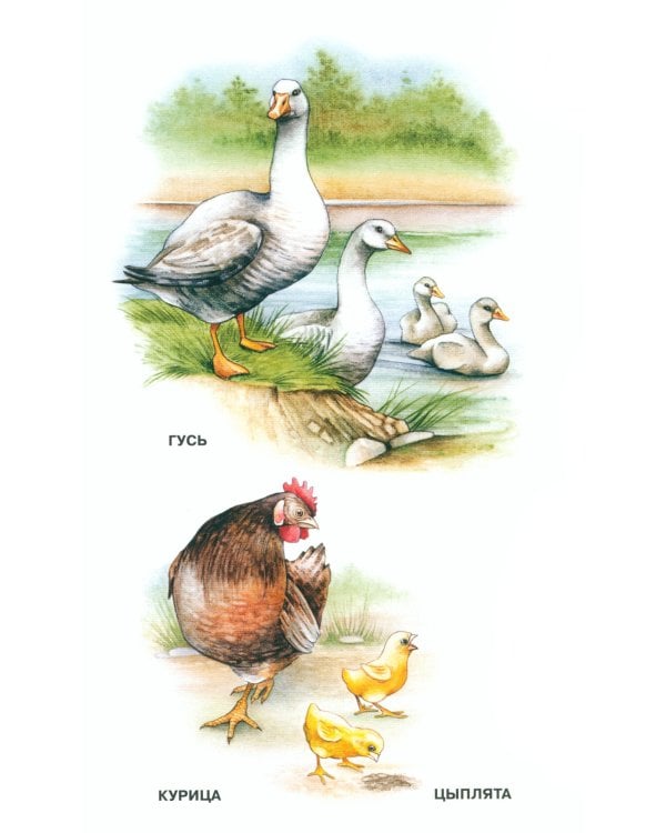 Мир природы. Животные. Вып. 3. Конспекты занятий к серии демонстрационных плакатов для развития первичных естеств.-науч. представлений у дошк. 4-7 лет