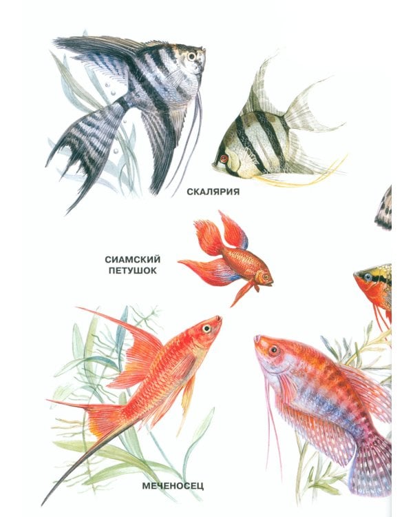 Мир природы. Животные. Вып. 3. Конспекты занятий к серии демонстрационных плакатов для развития первичных естеств.-науч. представлений у дошк. 4-7 лет