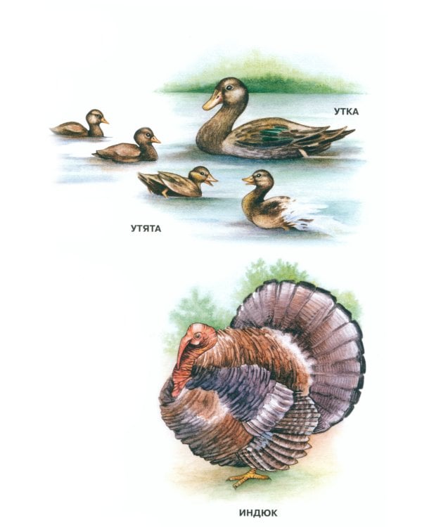 Мир природы. Животные. Вып. 3. Конспекты занятий к серии демонстрационных плакатов для развития первичных естеств.-науч. представлений у дошк. 4-7 лет