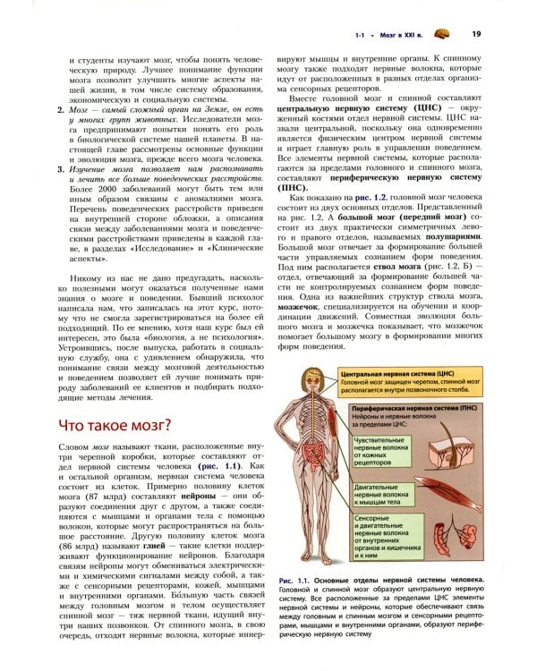 Мозг и поведение. Введение