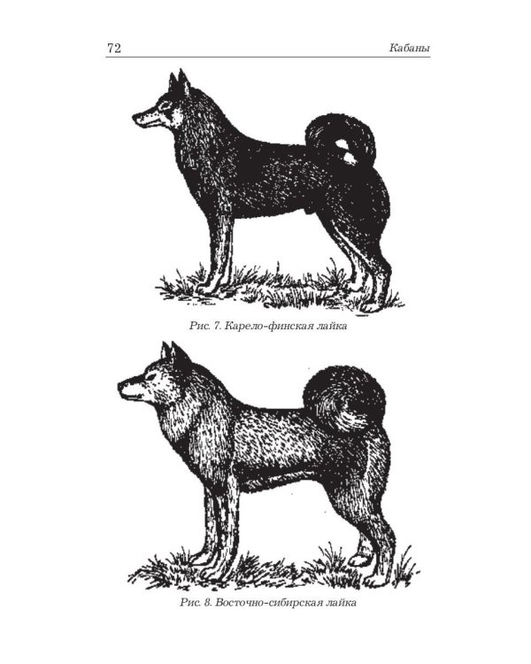 Охота на кабана