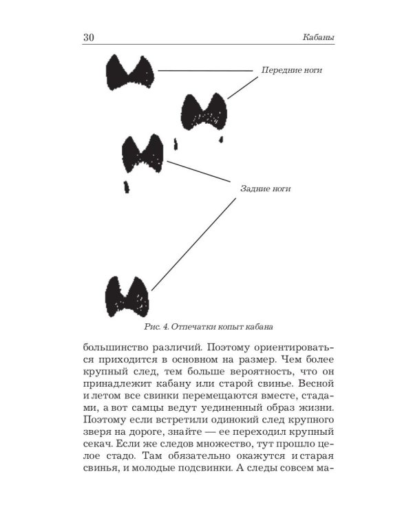 Охота на кабана