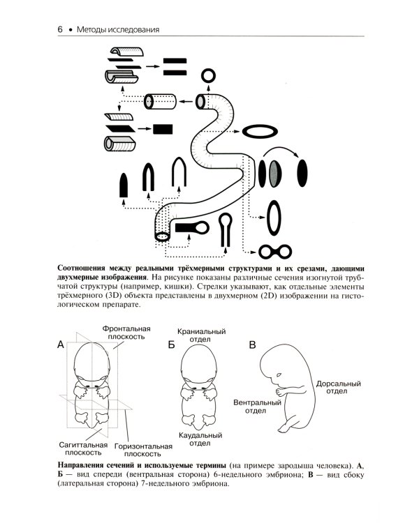 Гистология. Атлас для практических занятий: Учебное пособие