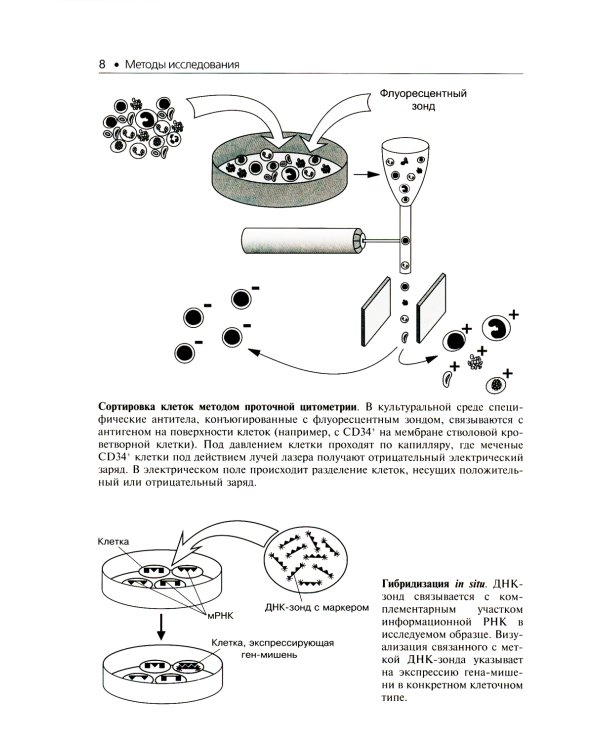 Гистология. Атлас для практических занятий: Учебное пособие