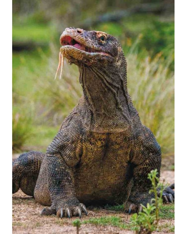 Книга выживших драконов. BIObook А. Толмачева