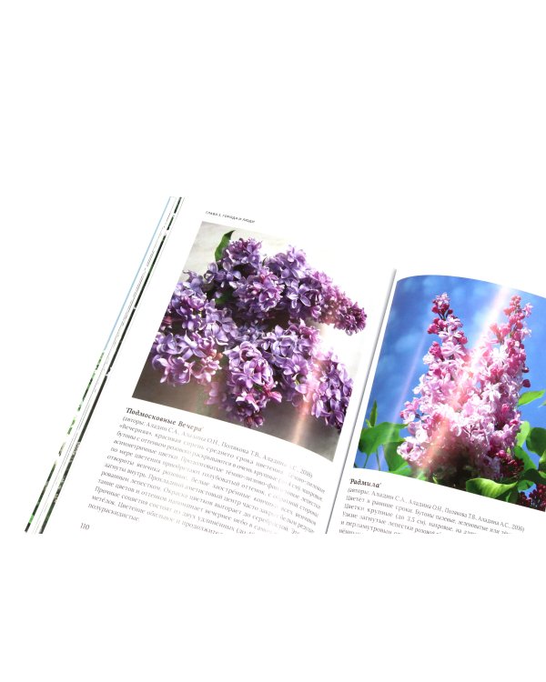 Сирень памяти; Сирень Победы (комплект из 2-х книг)