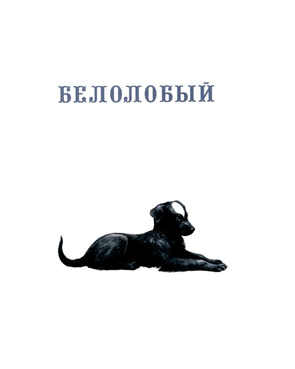 Каштанка. Белолобый