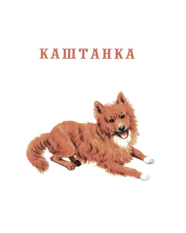 Каштанка. Белолобый