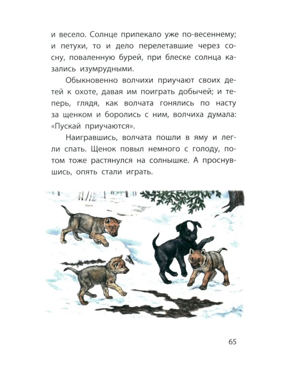 Каштанка. Белолобый