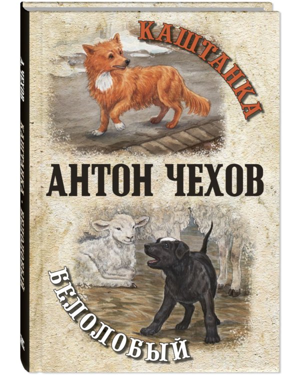 Каштанка. Белолобый