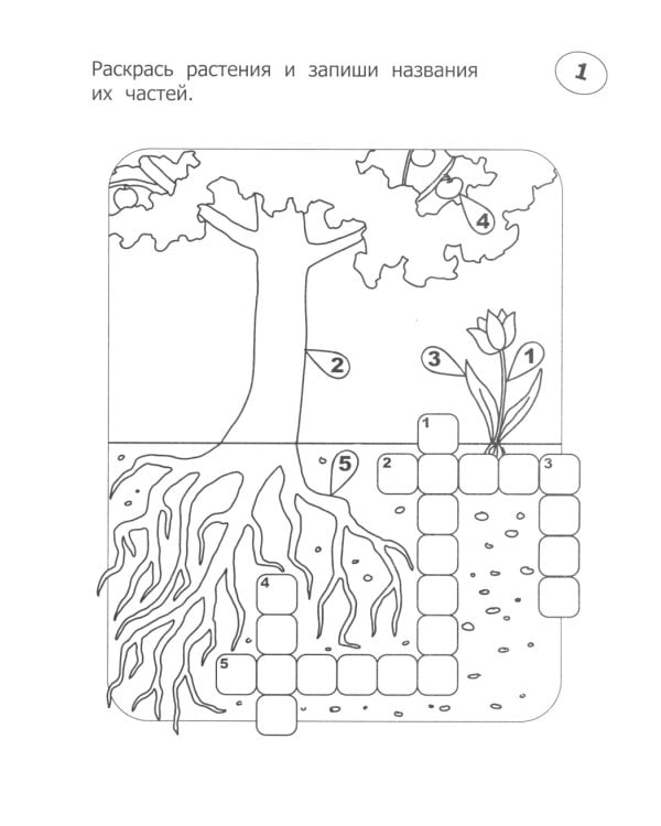 Кроссворды-раскраски по окружающему миру для детей 7-10 лет