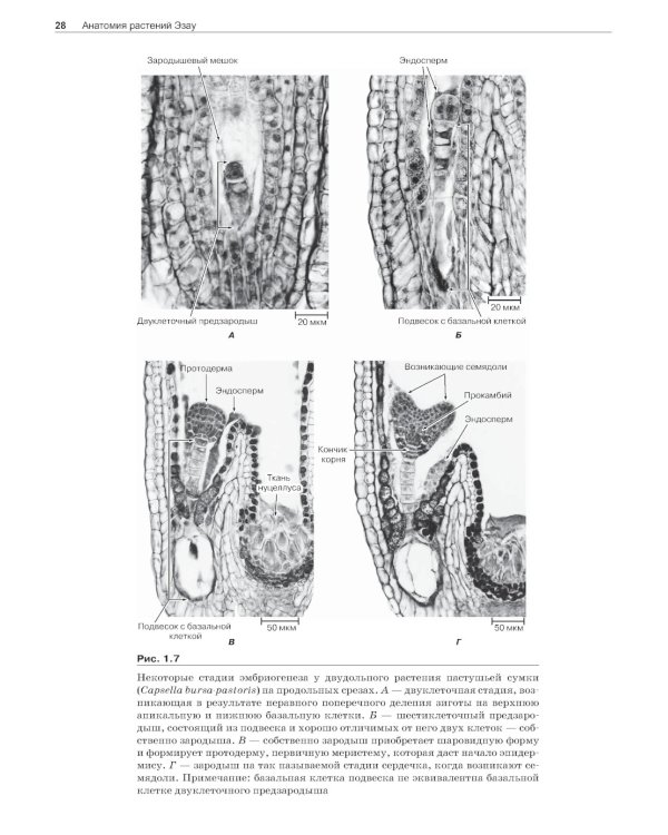 Анатомия растений Эзау: меристемы, клетки и ткани растений: строение, функции и развитие