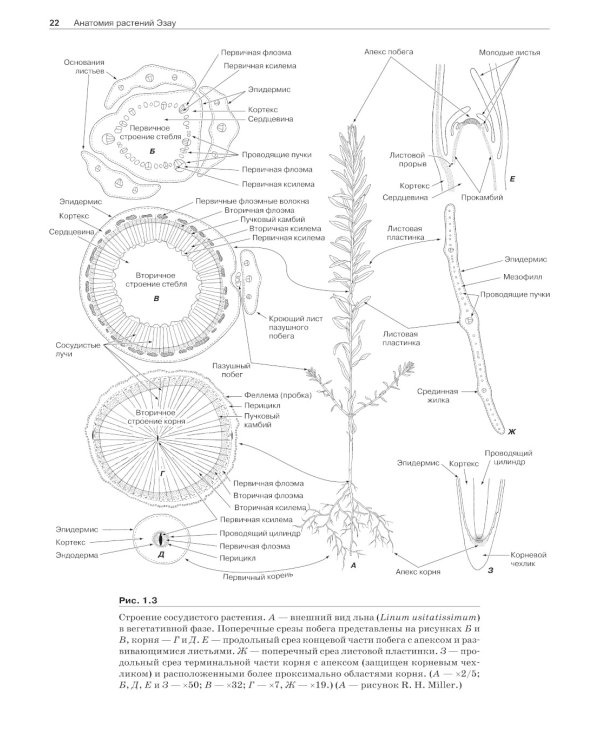 Анатомия растений Эзау: меристемы, клетки и ткани растений: строение, функции и развитие