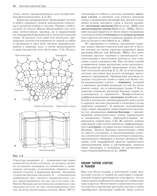Анатомия растений Эзау: меристемы, клетки и ткани растений: строение, функции и развитие