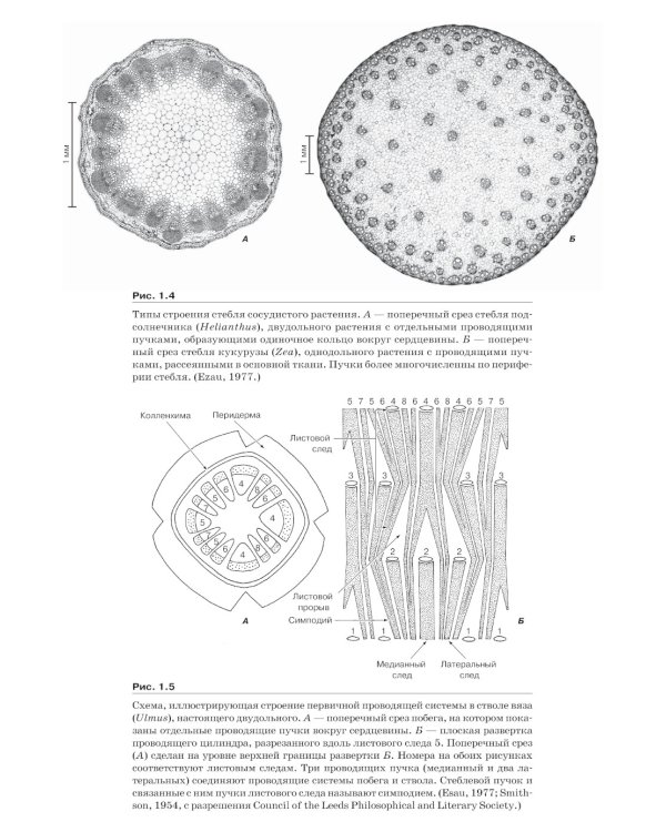 Анатомия растений Эзау: меристемы, клетки и ткани растений: строение, функции и развитие