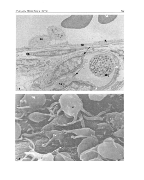Цитология. Функциональная ультраструктура клетки. Атлас: Учебное пособие