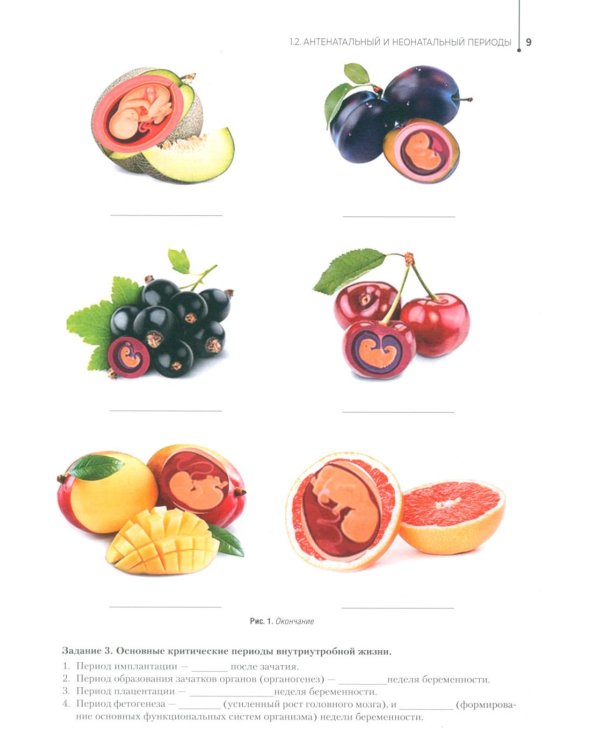 Здоровый образ жизни и профилактика заболеваний в разные возрастные периоды. Рабочая тетрадь: Учебное пособие