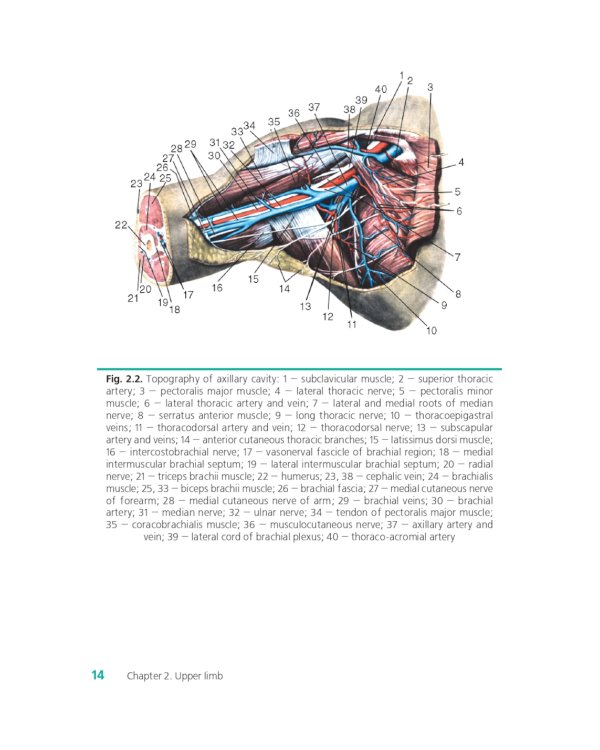Topographic and clinical anatomy of the human body: the teaching aid for foreign students