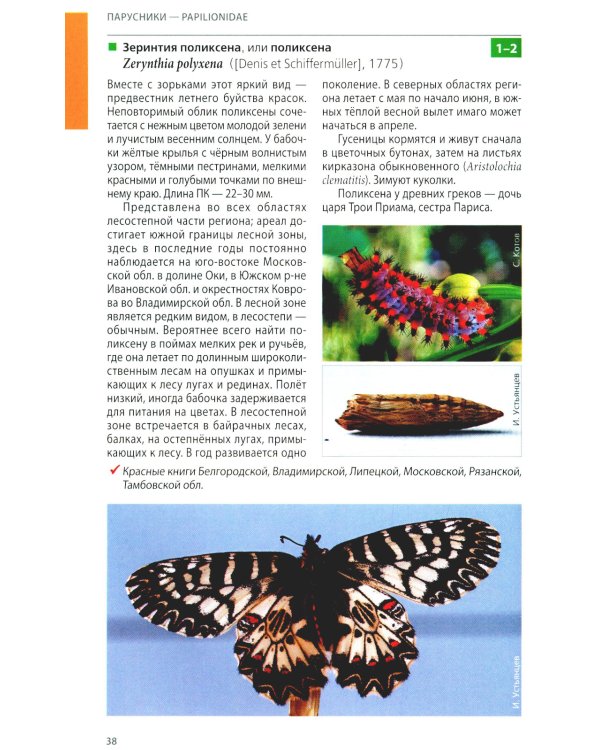 Дневные бабочки Центральной России: Фотоопределитель