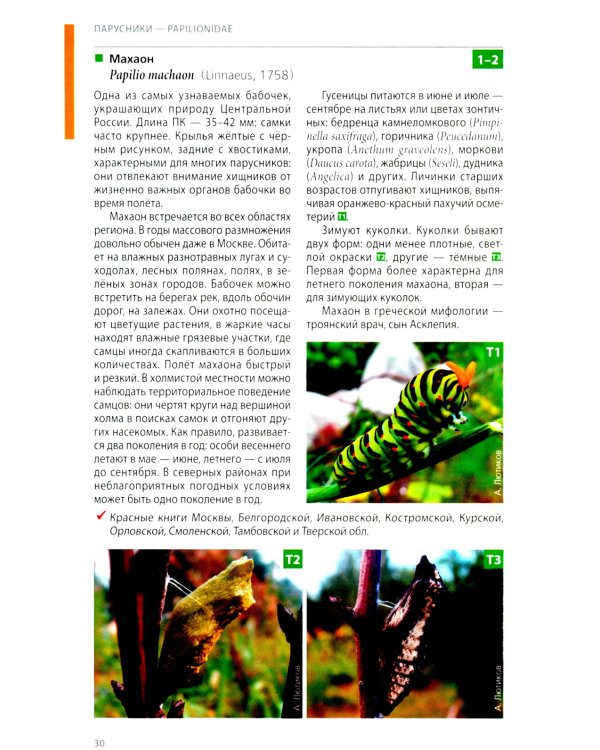 Дневные бабочки Центральной России: Фотоопределитель