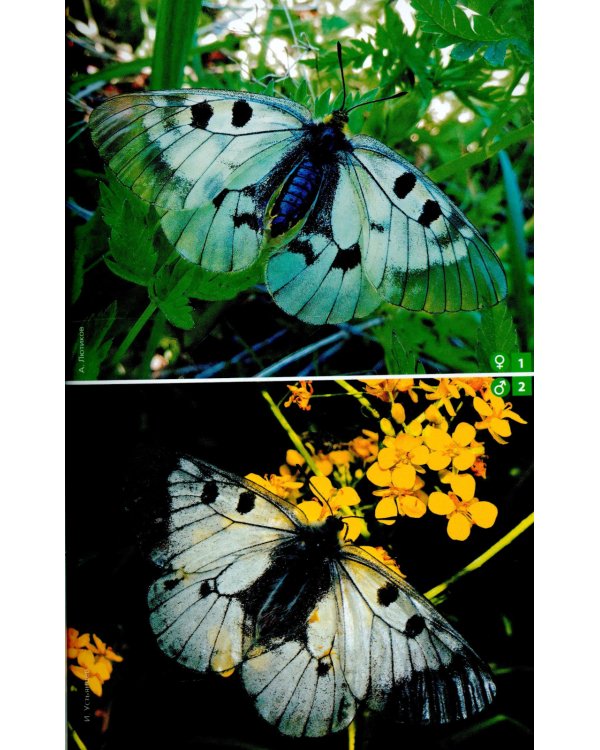 Дневные бабочки Центральной России: Фотоопределитель