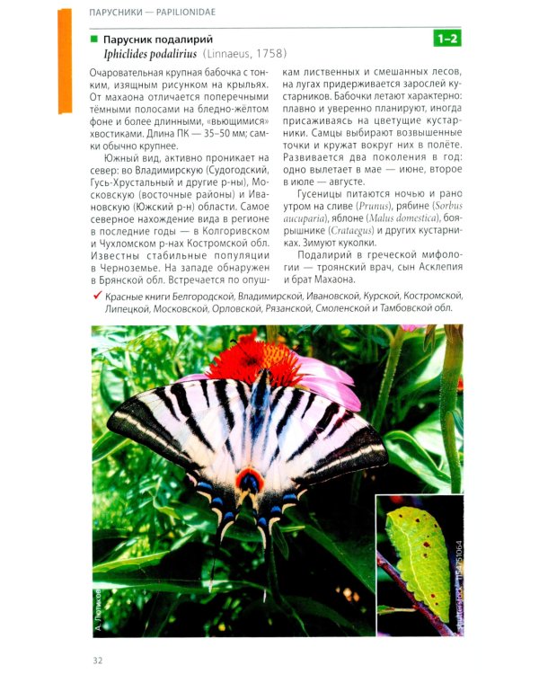 Дневные бабочки Центральной России: Фотоопределитель