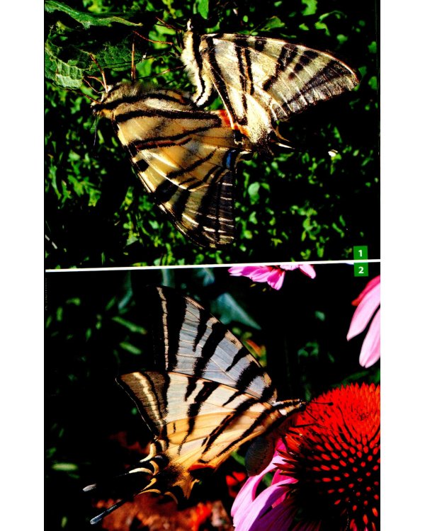 Дневные бабочки Центральной России: Фотоопределитель