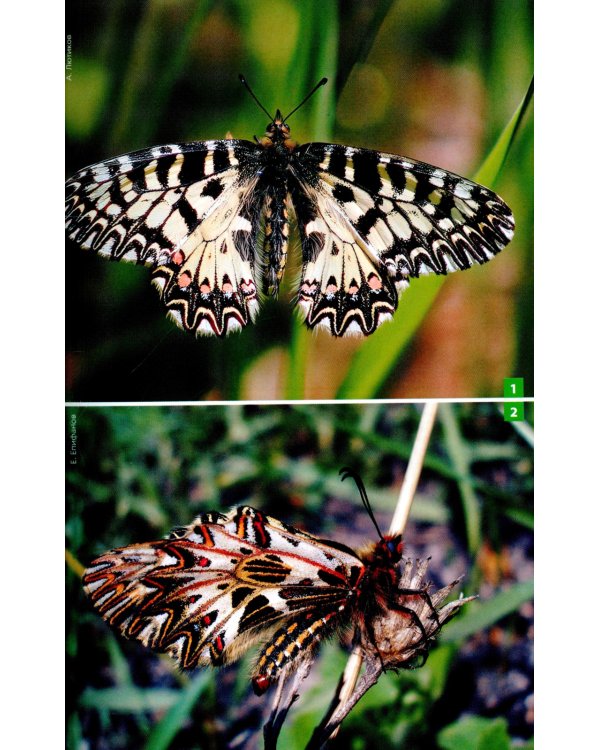 Дневные бабочки Центральной России: Фотоопределитель