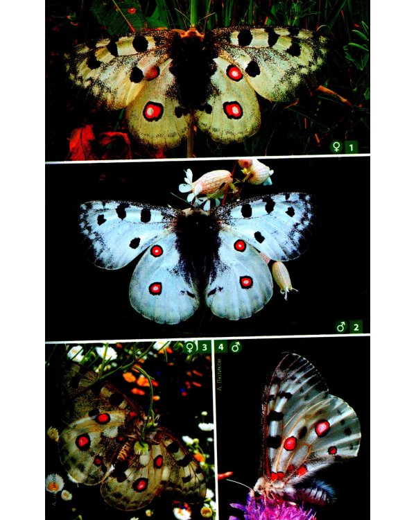 Дневные бабочки Центральной России: Фотоопределитель