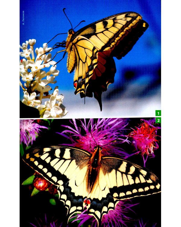 Дневные бабочки Центральной России: Фотоопределитель