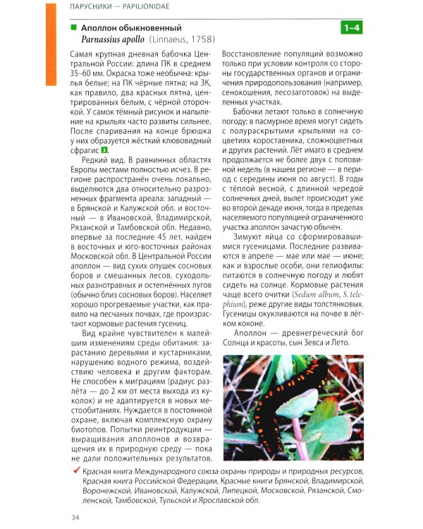 Дневные бабочки Центральной России: Фотоопределитель
