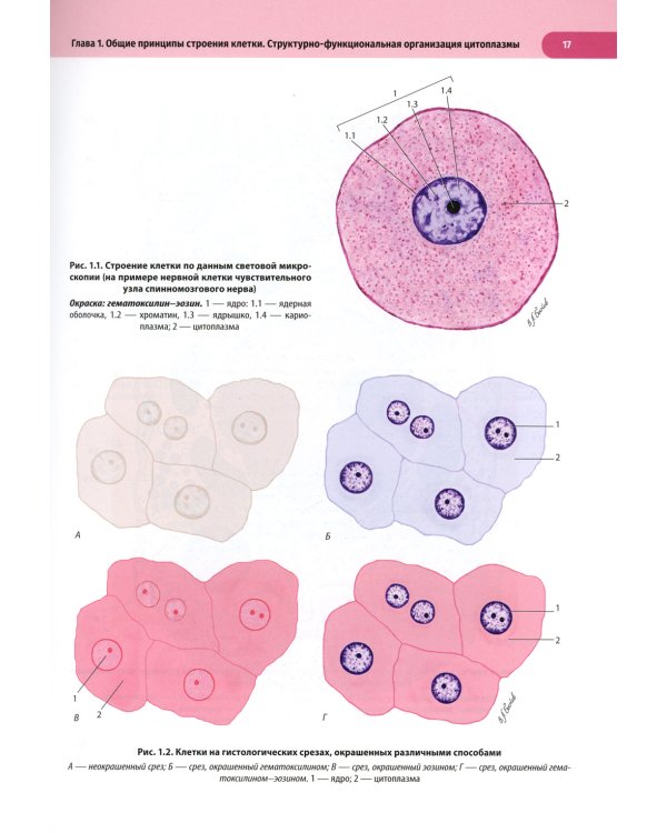 Атлас по гистологии, цитологии и эмбриологии : Учебное пособие