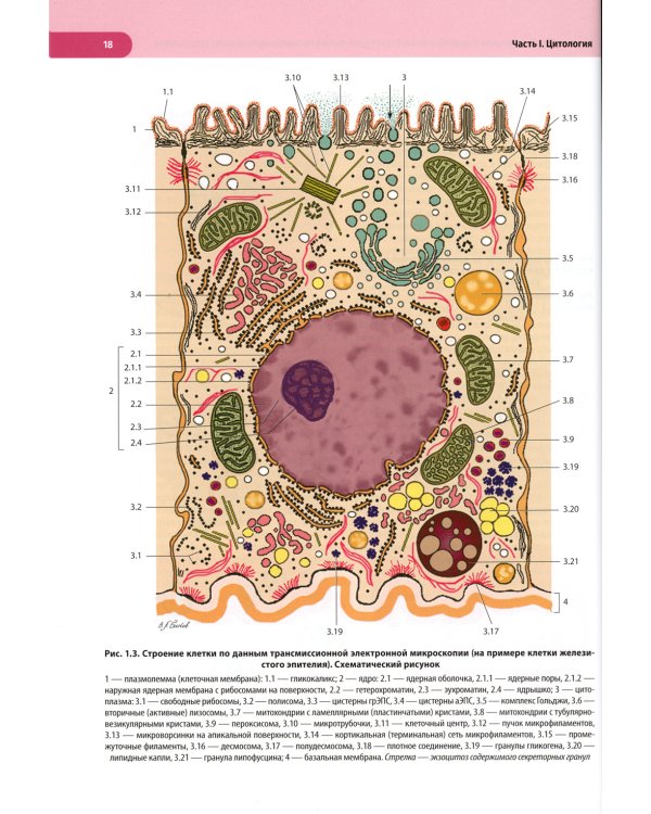 Атлас по гистологии, цитологии и эмбриологии : Учебное пособие