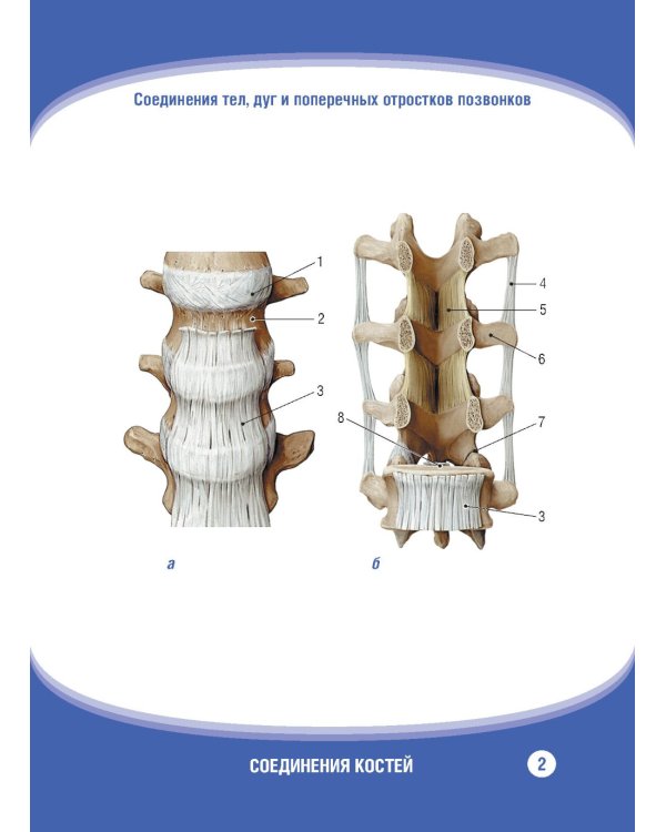 Анатомия человека. Соединения костей. Карточки: наглядное учебное пособие