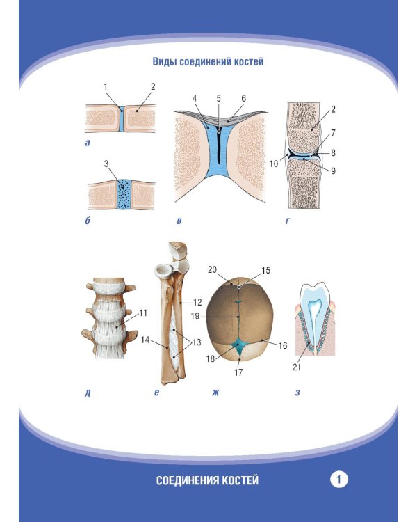 Анатомия человека. Соединения костей. Карточки: наглядное учебное пособие