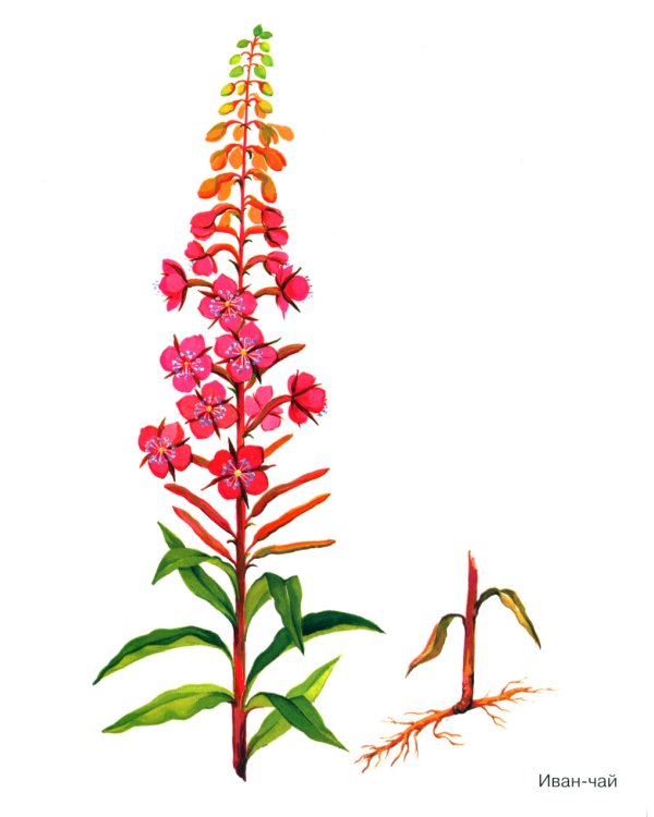 Травы в картинках. Наглядное пособие для педагогов, логопедов, воспитателей и родителей