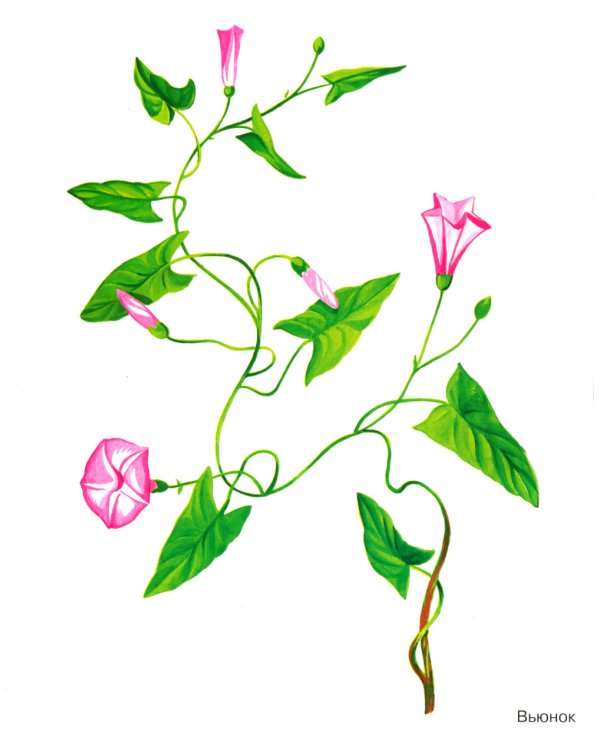 Травы в картинках. Наглядное пособие для педагогов, логопедов, воспитателей и родителей