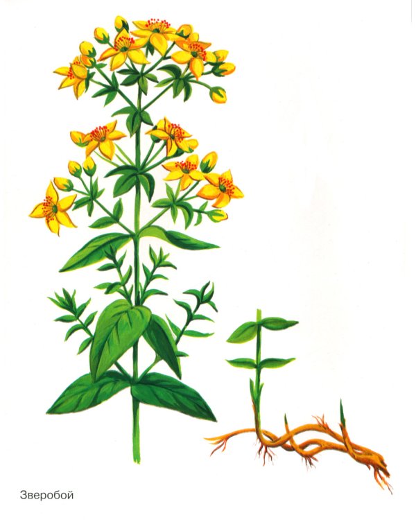 Травы в картинках. Наглядное пособие для педагогов, логопедов, воспитателей и родителей