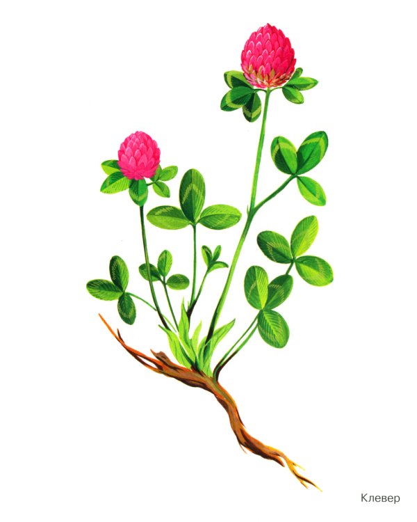 Травы в картинках. Наглядное пособие для педагогов, логопедов, воспитателей и родителей