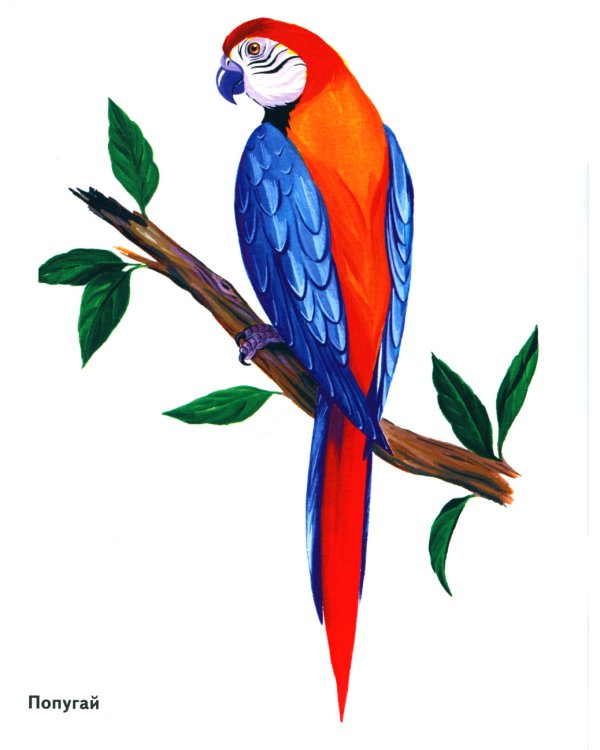 Птицы в картинках. Вып. 3. Наглядное пособие для педагогов, логопедов, воспитателей, родителей