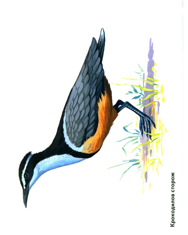 Птицы в картинках. Вып. 3. Наглядное пособие для педагогов, логопедов, воспитателей, родителей